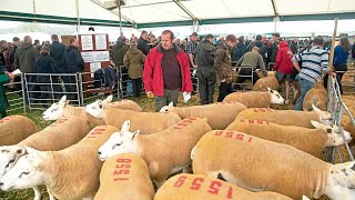 Texel Ram sells at £36000 at Kelso sales Auctioneer Brian Ross [upl. by Kirkwood]