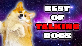 Best Talking Dog Videos May 2023 [upl. by Byrom813]