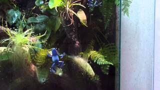 Dendrobates tinctorius azureus climbing the window [upl. by Julienne845]