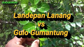 Landepan lanang vs Gulo gumantung  vangueria spinososa vs flacourtia indica [upl. by Icrad287]