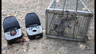 Lethal TOMCAT Rat Snap Traps turn 2 Rats to DUST  First Catch for the TrapPro Humane Trap [upl. by Narej716]