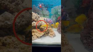 Last Video Of This Cichlid Fish Tank  telugu viral trending fish aquarium cichlidfish [upl. by Mahgirb]