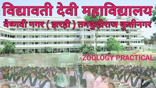 Vidyawati Devi Mahavidyalay  VIDYAWATI DEVI MAHAVIDYALAYA  ZOOLOGY PRACTICAL [upl. by Eizeerb478]