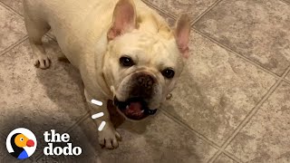 Stubborn Frenchie Hilariously Argues With Mom For 3 Hours Over Dinner  The Dodo [upl. by Trah770]