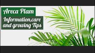 Areca Plant Care and Info  Made By Plant Care With Sahar [upl. by Tohcnarf409]