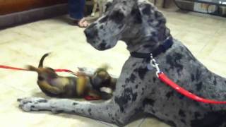 Great Dane at vet [upl. by Nangatrad]