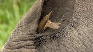 Birds Helping Rhino to Clean its Ear [upl. by Ettenan654]