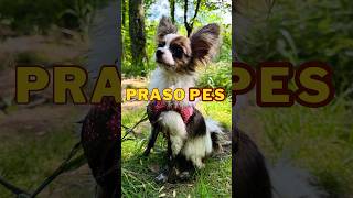 Každé mládě MILUJE bahno 🫣😁 Every pup LOVES mud papillon puppy mud stene pes bahno [upl. by Frasquito437]