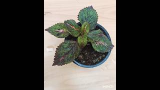 how to propagate coleus Easy methodshow to grow coleus coleus shorts [upl. by Lydnek]