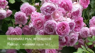 Wiosenne cięcie róż  Terminarz prac w ogrodzie  Marzec w ogrodzie [upl. by Anevad]