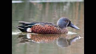 Spatula rhynchotis Australasian Shoveler [upl. by Cecilius]