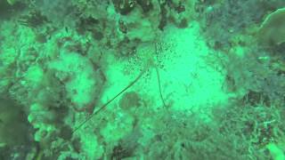 Crayfish diving FNQ [upl. by Htnicayh]