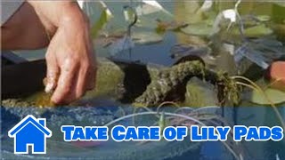 Care of Lilies  How to Take Care of Lily Pads [upl. by Anile]