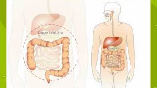 Digestive System [upl. by Agarhs]