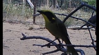 Yellowtufted honeyeater Lichenostomus melanops [upl. by Rex]