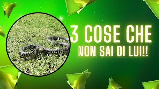 3 Cose che NON sapevi di questo SERPENTE [upl. by Pinsky422]