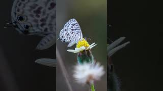 Leptotes plinius butterfly  Leptotes plinius butterfly video  butterfly macro video  wildlife [upl. by Debora]