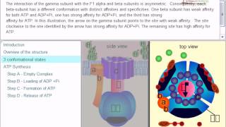 ATP synthesis chemiosmotic theory [upl. by Eniamrehc]