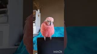 Rosey bourke parakeet singing adorably [upl. by Fu]