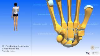 EXERCÍCIOS PARA ARTROSE NOS DEDOS DAS MÃOS FISIOTERAPIA MANUAL Clínica Dr Robson Sitta ® [upl. by Antipus]