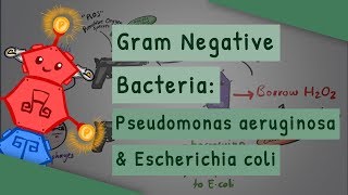 Gram Negative Bacteria Pseudomonas aeruginosa and Escherichia coli [upl. by Phares]