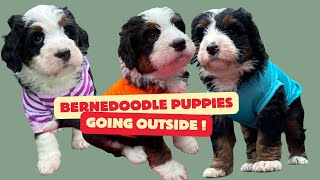 Australian Bernedoodle PUPPIES Going Outside for the Very FIRST Time [upl. by Ioves]