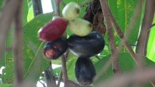 Syzygium Cumini  Jambul  Java Plum  Black Plum  Jamun fruits and tree [upl. by Duck403]