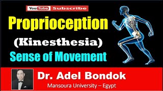 Pathway of Proprioception Kinesthesia Dr Adel Bondok [upl. by Sherrard]