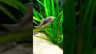 Julii Cory Corydoras julii and bronze corydoras Corydoras aeneus aquarium shorts corydoras [upl. by Eednahs985]