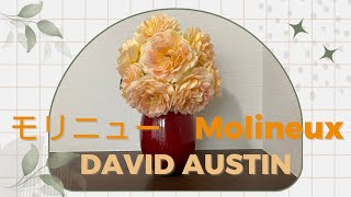 【モリニュー6月】MolineuxDavid Austin Rosesデビッドオースチンイングリッシュローズバラベランダガーデニング [upl. by Ocisnarf404]