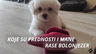 PREDNOSTI I MANE RASE BOLONJEZER ILI BOLONJSKI BIŠON [upl. by Oek]