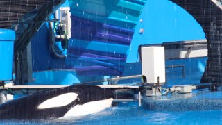 Tilikum Still Lethargic During Shamu Shows [upl. by Osbourne]