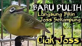 Joss Gacor Kecial Kuning Bikin Rajin Ngejoss 5 Oktober 2024 [upl. by Refinnaej]