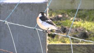 Cretzschmars Bunting and Caspian Stonechat  Fair Isle Shetland [upl. by Doniv]