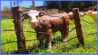 Fazenda de Brinquedo O TOURO HEREFORD FICOU PRESO NA CERCA E MUITO MAIS [upl. by Dichy164]