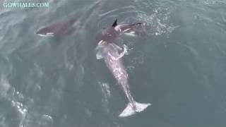 Killer Whales Feed On Gray Whale [upl. by Adis]