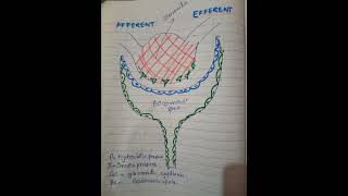 starling forces effect on BRS BRS physiology lectures preparation of part1 [upl. by Airahcaz]