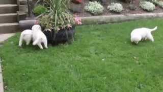 Maremma Sheep Dog Puppies For Sale [upl. by Sherilyn180]