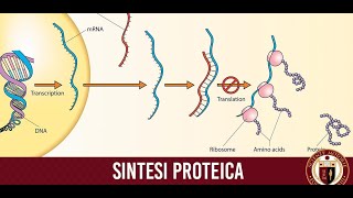 sintesi proteica [upl. by Held376]