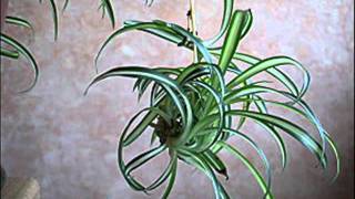 Le bouturage du chlorophytum  MFR Bias [upl. by Zetra]