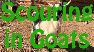 Causes of Scouring Diarrhea in Goats [upl. by Julieta]