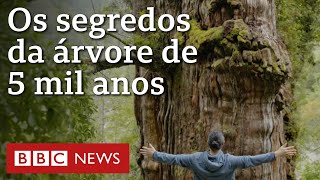 A árvore de 5 mil anos na Patagônia que traz pistas sobre clima da Terra [upl. by Acinor]