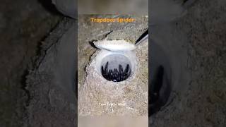 Trapdoor Spider का मरने का तरीका Casual है😳😲 Ture Talk In Hindi [upl. by Kahn]