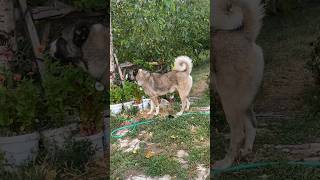 ÇILGIN MELOO dog malakli alabai pug kangal puppy animals kangaldog nature morkoyun cat [upl. by Kirbee]