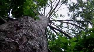 Looking up the trunk of a Giant Alder Tree [upl. by Silecara]