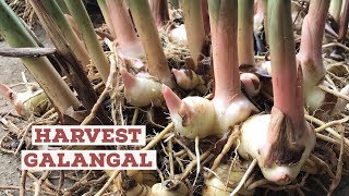 How to Harvest Galangal [upl. by Adaynek]