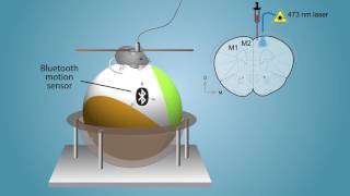 Shining light on neuromodulator function with iTango a new reporting system of ligand receptor inte [upl. by Mena]