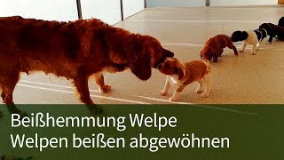 Beißhemmung Welpe ► Welpe beißt ► Welpen beißen abgewöhnen [upl. by Erelia]