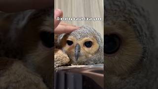 Burunghantu ternyata suka rebahan burunghantu owl animalfunny animal funny animalhumor [upl. by Napas]