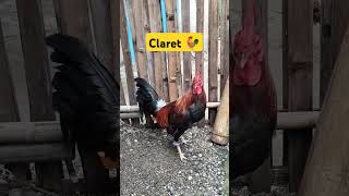 Claret 🐓 [upl. by Saravat]